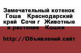 Замечательный котенок Гоша - Краснодарский край, Сочи г. Животные и растения » Кошки   